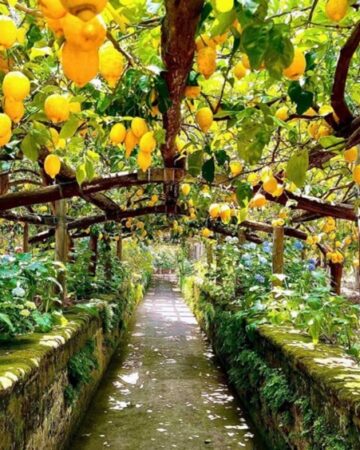 Limoncello Farm